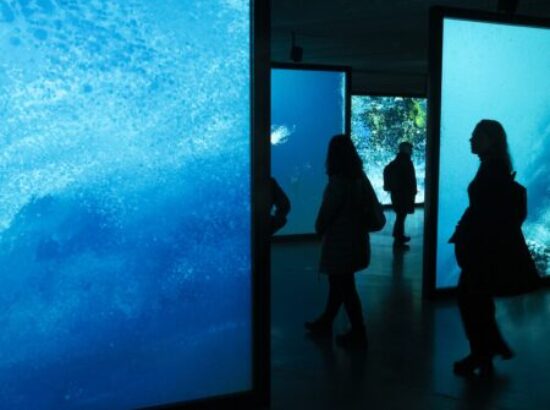 exposiciones telefonica