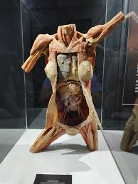 museo del cuerpo humano